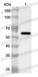 Anti-VWF Polyclonal Antibody