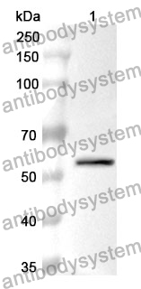 Anti-CAPNS1 Polyclonal Antibody