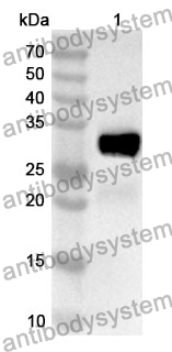 Anti-AMY2A Polyclonal Antibody