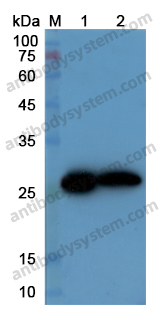 Anti-HSPB1/HSP27 Polyclonal Antibody