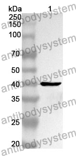 Anti-H2AC4 Polyclonal Antibody