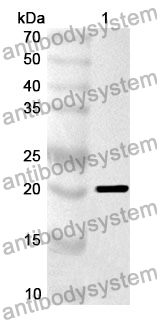 Anti-IFNA4 Polyclonal Antibody