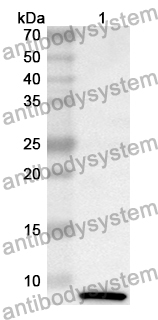 Anti-IGF1 Polyclonal Antibody