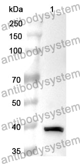 Anti-ATP1A1 Polyclonal Antibody