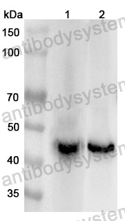 Anti-Human ATP1B1 Polyclonal Antibody