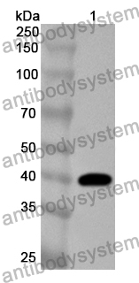 Anti-ARG1/Arginase-1 Polyclonal Antibody