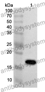 Anti-INHA Polyclonal Antibody