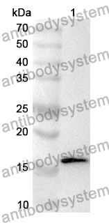 Anti-IL4 Polyclonal Antibody