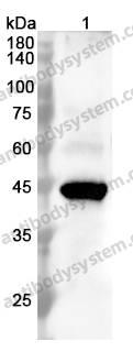 Anti-SERPINB2 Polyclonal Antibody