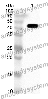 Anti-SERPINE1/PAI-1 Polyclonal Antibody