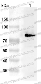 Anti-PRKCG Polyclonal Antibody