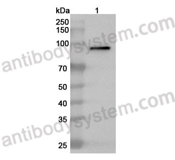 Anti-MPO Polyclonal Antibody