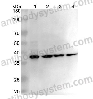 Anti-EIF2S1 Polyclonal Antibody