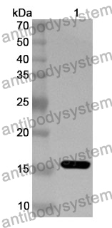 Anti-IL6 Polyclonal Antibody