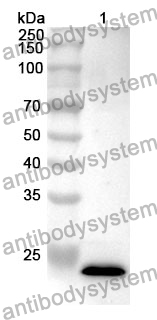 Anti-EDN1/Endothelin1 Polyclonal Antibody