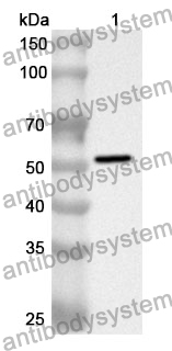 Anti-Human CD54/ICAM1 Polyclonal Antibody