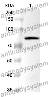 Anti-CD29/ITGB1 Polyclonal Antibody