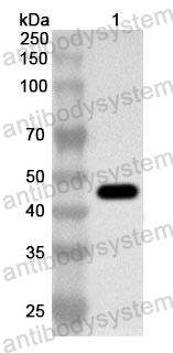 Anti-CD29/ITGB1 Polyclonal Antibody