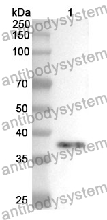 Anti-CDK1 Polyclonal Antibody