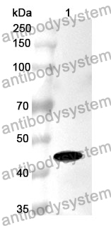 Anti-APOA4 Polyclonal Antibody