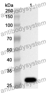 Anti-GPI Polyclonal Antibody