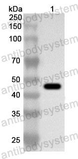 Anti-Human SERPINE2 Polyclonal Antibody