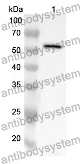 Anti-CD115/CSF1R Polyclonal Antibody