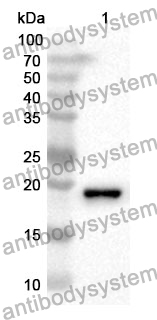 Anti-CD42b/GP1BA Polyclonal Antibody