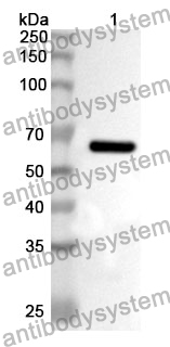 Anti-PSAP Polyclonal Antibody