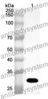 Anti-BPGM Polyclonal Antibody