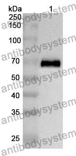 Anti-RET Polyclonal Antibody