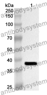 Anti-Human SFTPB Polyclonal Antibody