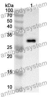 Anti-CD55 Polyclonal Antibody