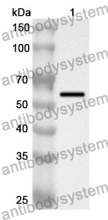 Anti-CD243/ABCB1 Polyclonal Antibody