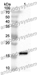 Anti-CD98/SLC3A2 Polyclonal Antibody