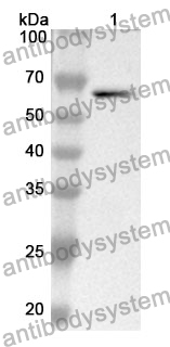 Anti-MMP2 Polyclonal Antibody