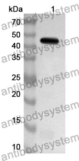 Anti-MMP3 Polyclonal Antibody