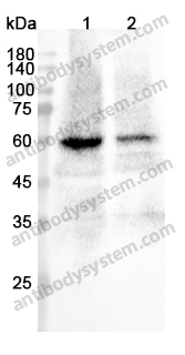 Anti-MMP3 Polyclonal Antibody