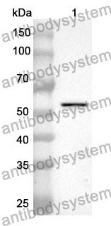 Anti-CTSG Polyclonal Antibody