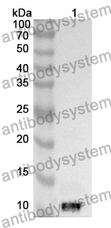 Anti-CD10/MME Polyclonal Antibody