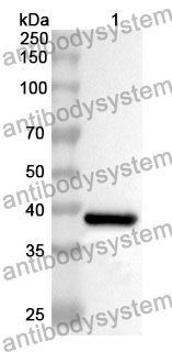 Anti-CD14 Polyclonal Antibody