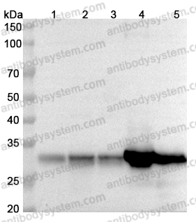 Anti-Human CYC1 Polyclonal Antibody