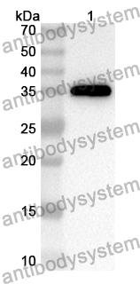 Anti-MET/c-Met/HGFR Polyclonal Antibody