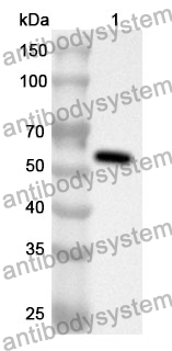 Anti-HCK Polyclonal Antibody