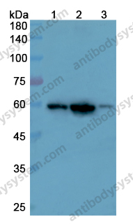 Anti-VIM/Vimentin Polyclonal Antibody