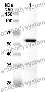 Anti-CYP3A4 Polyclonal Antibody