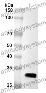 Anti-Human MRPL3 Polyclonal Antibody