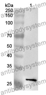 Anti-FGF2 Polyclonal Antibody