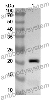 Anti-POU2F2 Polyclonal Antibody