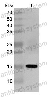 Anti-Human SRP19 Polyclonal Antibody